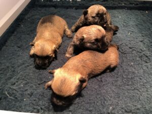 chiot cairn terrier de la terrardiere