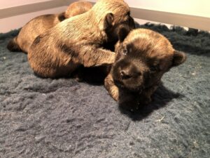 chiot cairn terrier de la terrardiere