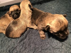 chiot cairn terrier de la terrardiere