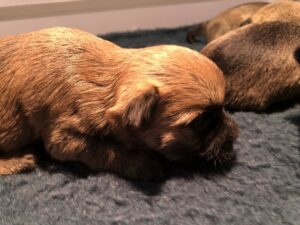 chiot cairn terrier de la terrardiere