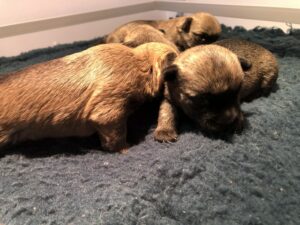 chiot cairn terrier de la terrardiere