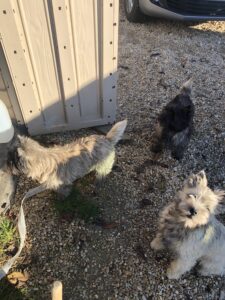 cairn terrier et souris