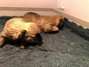 chiot cairn terrier de la terrardiere