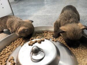 repas chiot cairn terrier