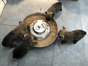 repas chiot cairn terrier