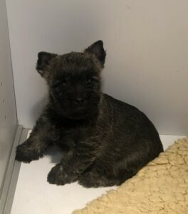 chiot cairn terrier trop mignon