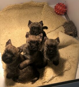 chiot cairn terrier trop mignon