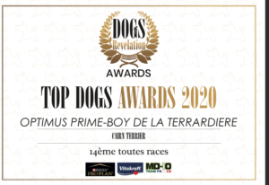 meilleur cairn terrier 2020