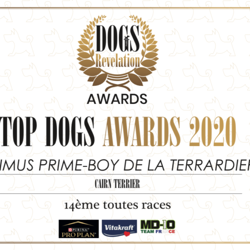 top dog optimus 2021 (2)