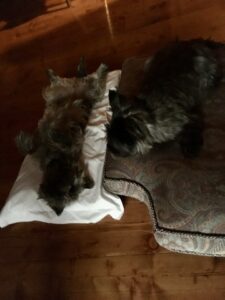 femelle cairn terrier yoga