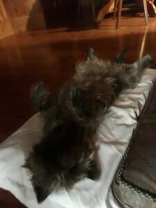 femelle cairn terrier yoga