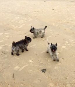 cairn terrier à pâques