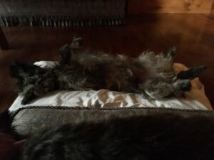 femelle cairn terrier yoga