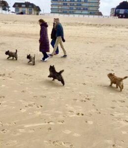 cairn terrier à pâques