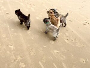 cairn terrier à pâques