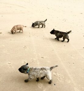 cairn terrier à pâques