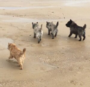 cairn terrier à pâques