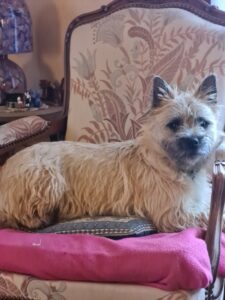 la vie d'un chiot cairn terrier