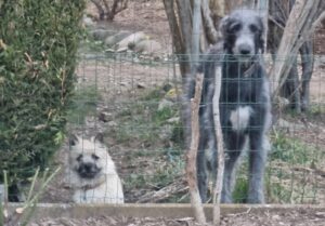 la vie d'un chiot cairn terrier