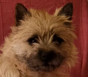 la vie d'un chiot cairn terrier