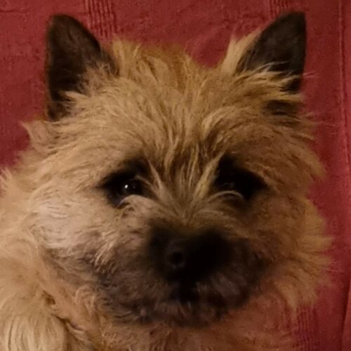 chiot cairn terrier (11)