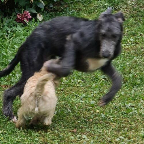 chiot cairn terrier (13)