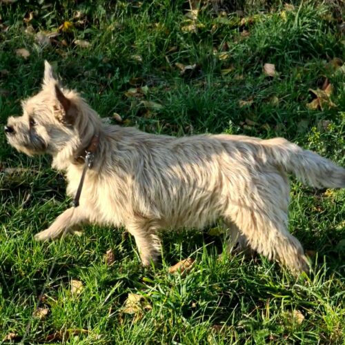 chiot cairn terrier (17)