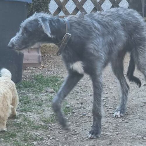 chiot cairn terrier (2)