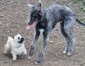 la vie d'un chiot cairn terrier