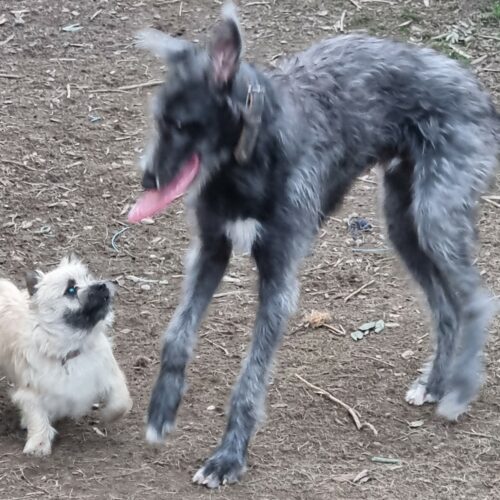 chiot cairn terrier (5)