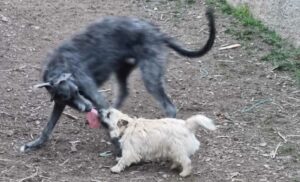 la vie d'un chiot cairn terrier