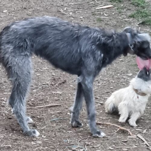 chiot cairn terrier (5)