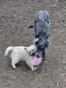 la vie d'un chiot cairn terrier