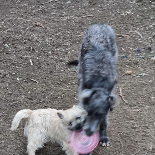 chiot cairn terrier (8)