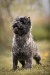 cairn terrier