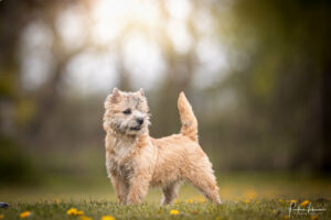 chiot cairn terrier