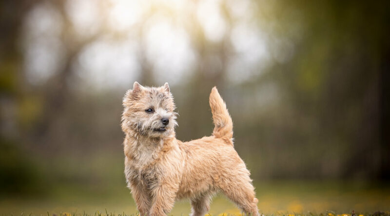 chiot cairn terrier