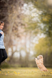 chiot cairn terrier