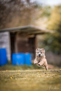 chiot cairn terrier