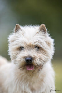 cairn terrier