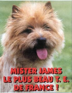 mister le roi des cairn terrier