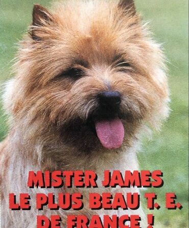 mister le roi des cairn terrier