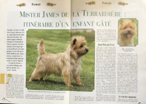 Mister le roi des cairn terrier