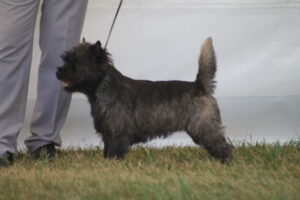 cairn terrier