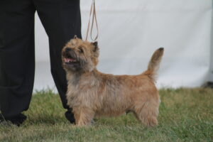 cairn terrier