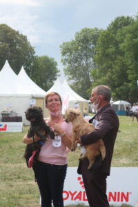 cairn terrier