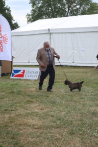 cairn terrier