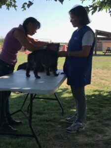 cairn terrier