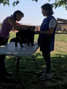 cairn terrier