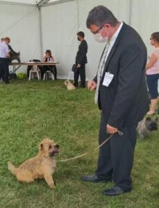 cairn terrier